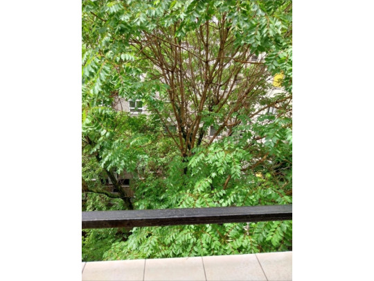 City Garden Studio